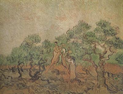 Vincent Van Gogh Olive Picking (nn04) Spain oil painting art